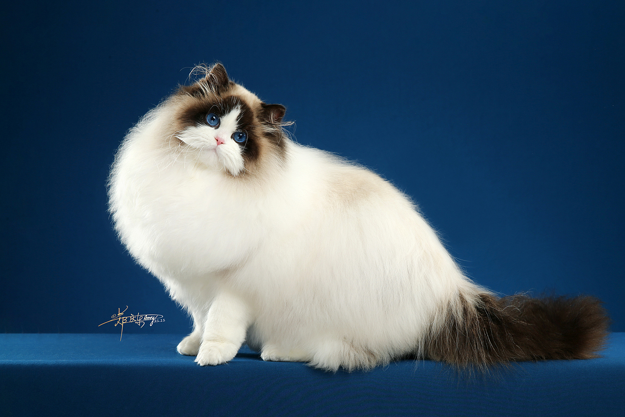 布偶猫-AMYWORKS探须视觉