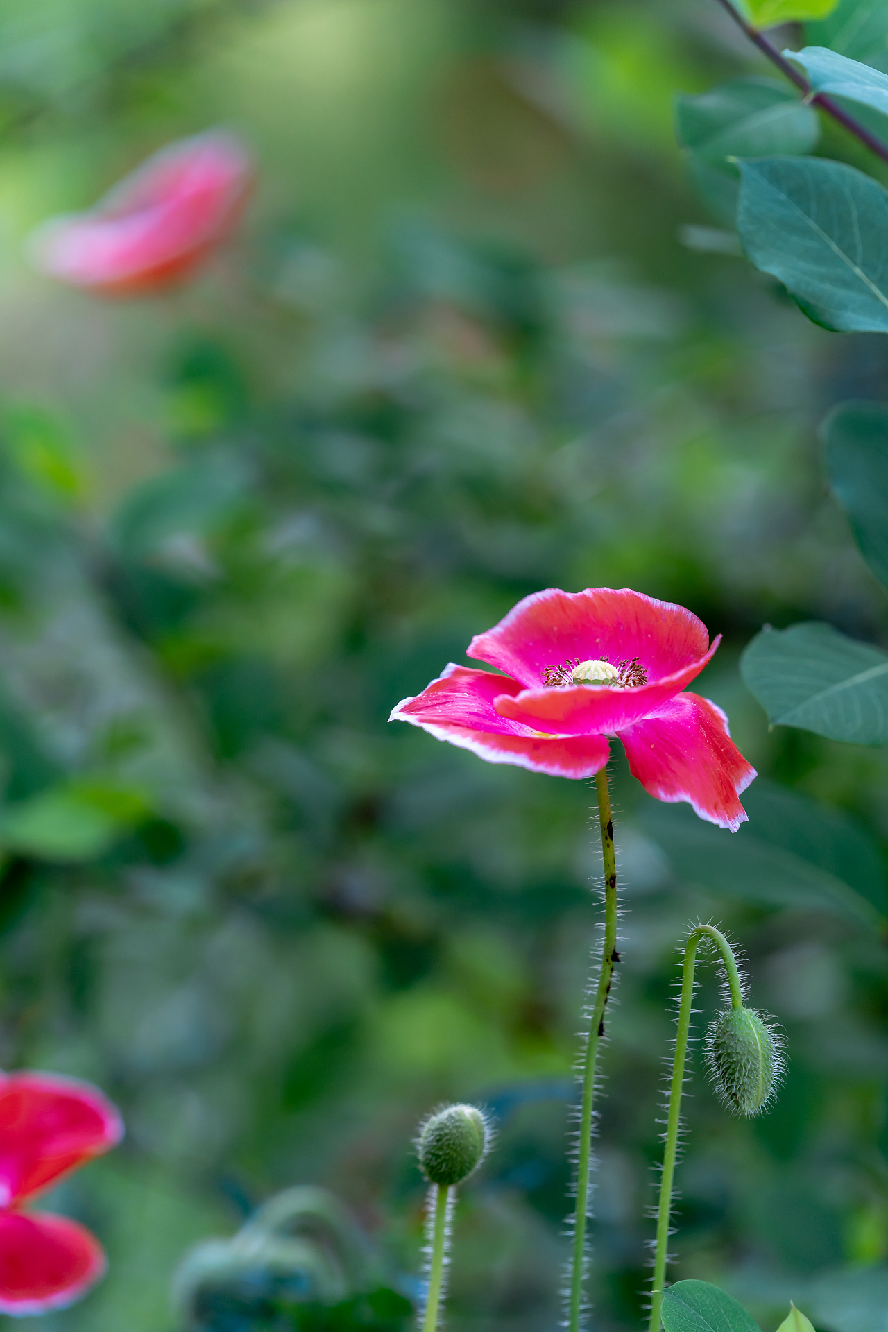 虞美人|摄影|风光摄影|诗说江南 - 原创作品 - 站酷 (zcool)