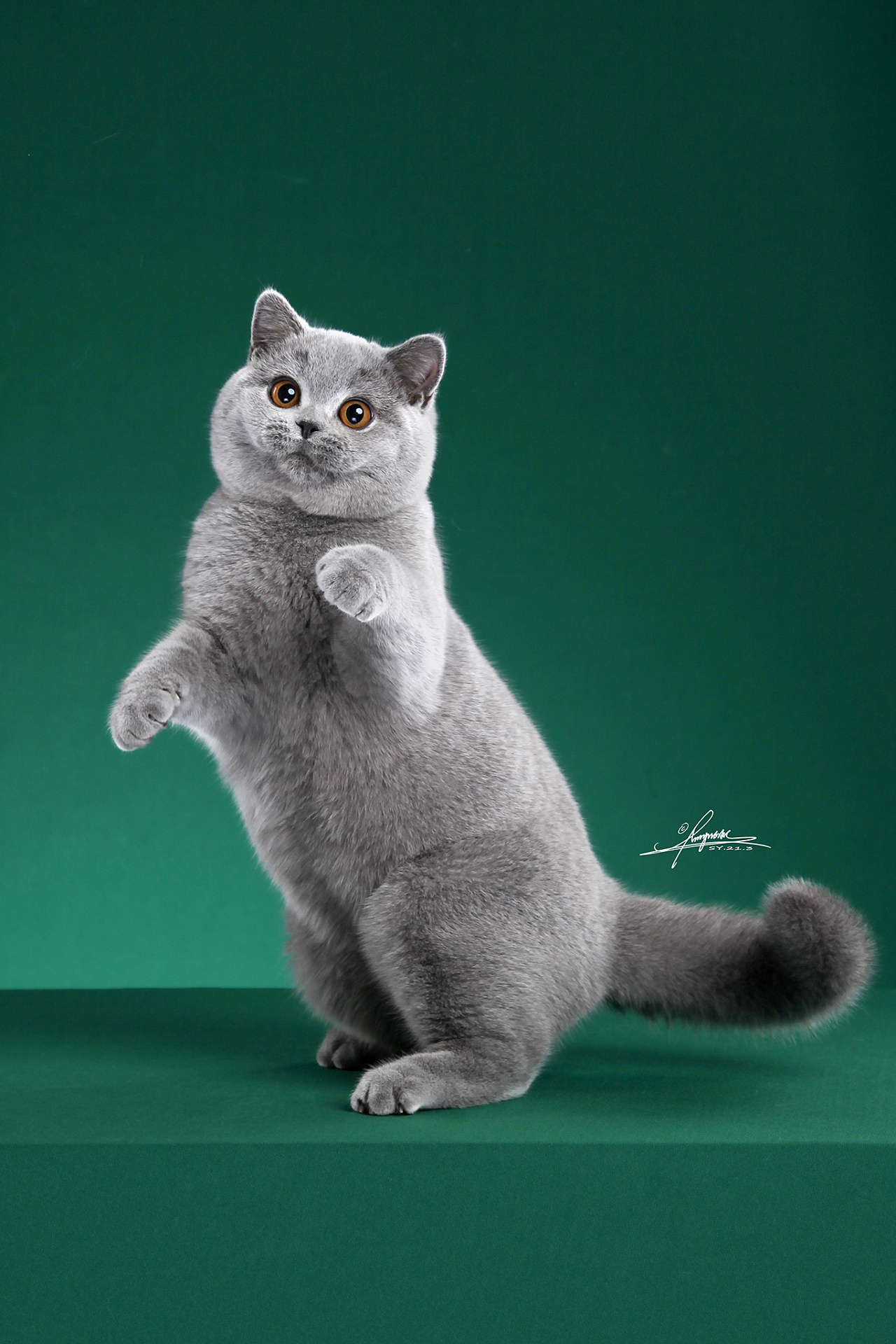 胖胖的蓝英短-amyworks探须视觉