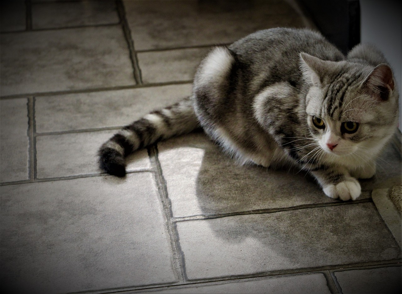 猫咖（图ZMTYyNjQ1NzMy） - 宠物摄影 - 站酷设计师白色的星期六原创素材 - 站酷ZCOOL