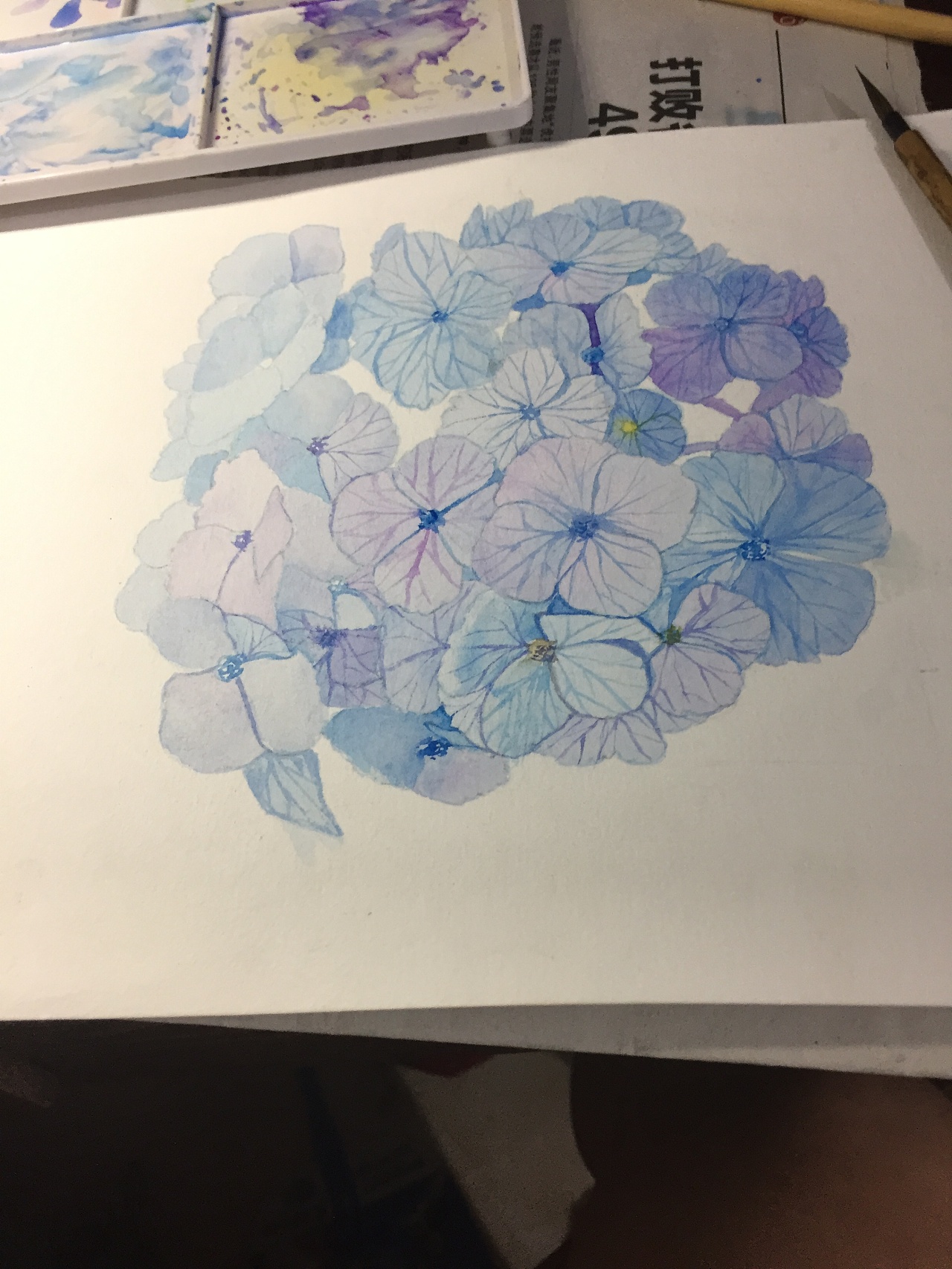 水彩——绣球花