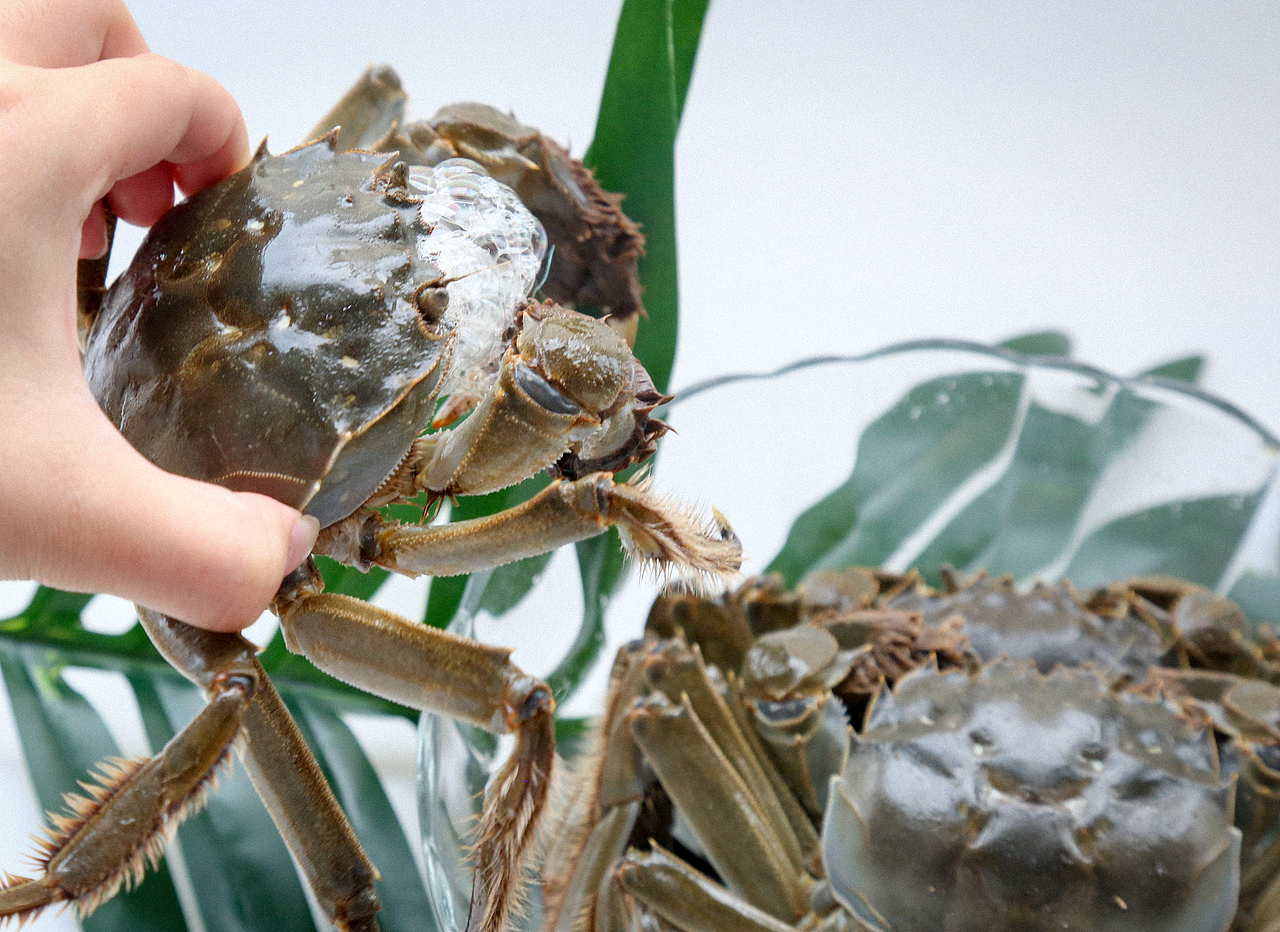 长荡湖大闸蟹拍摄