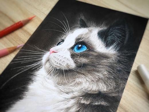 高冷的布偶猫