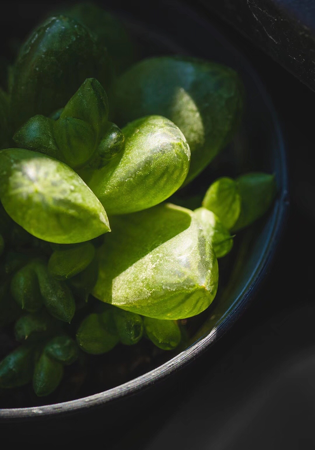 绿_刘夏莱-站酷zcool