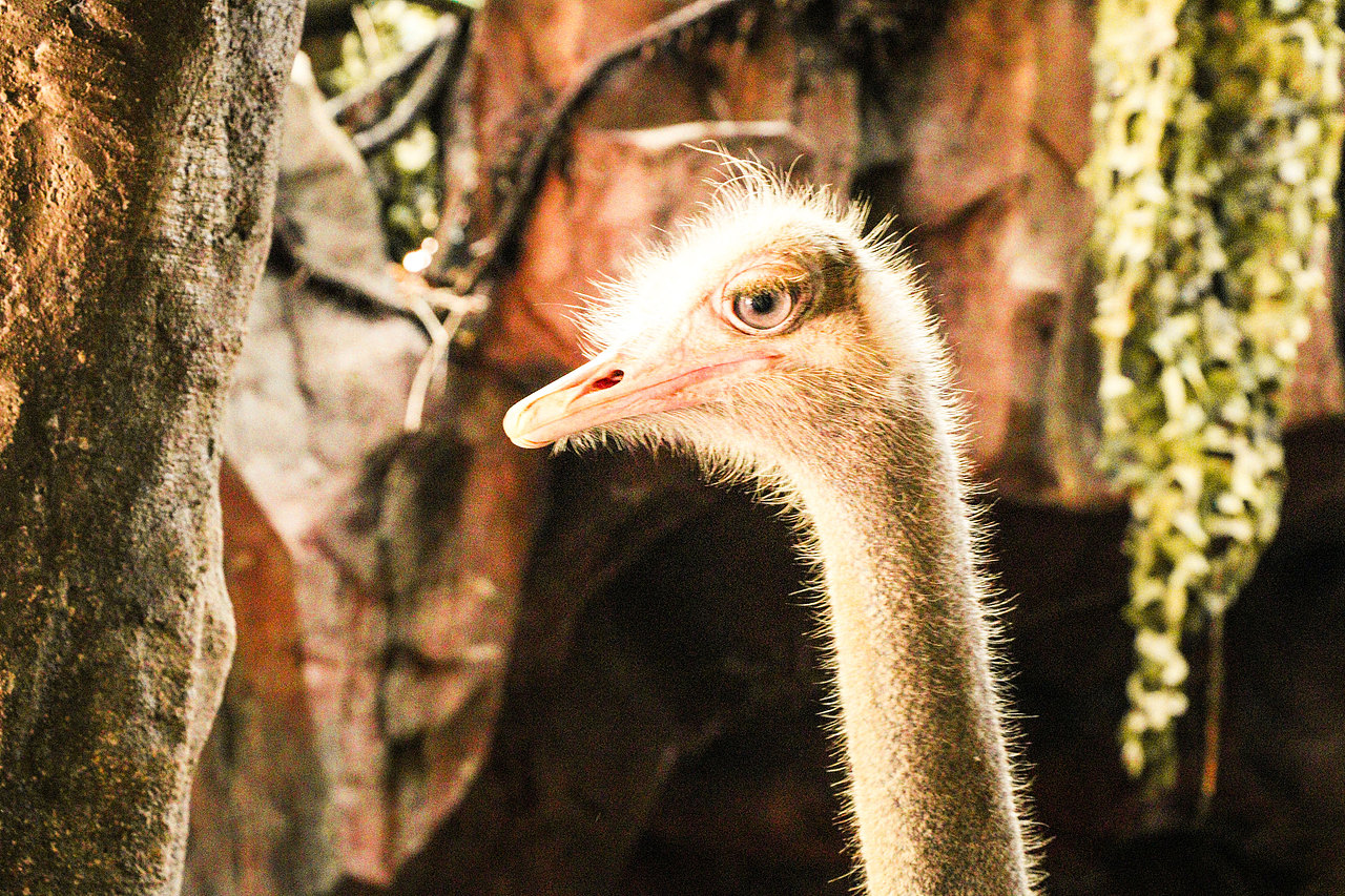 顺德长鹿休闲度假农庄（图ZMjczODQ5MTI0） - 风光摄影 - 站酷设计师光速工作室原创素材 - 站酷ZCOOL