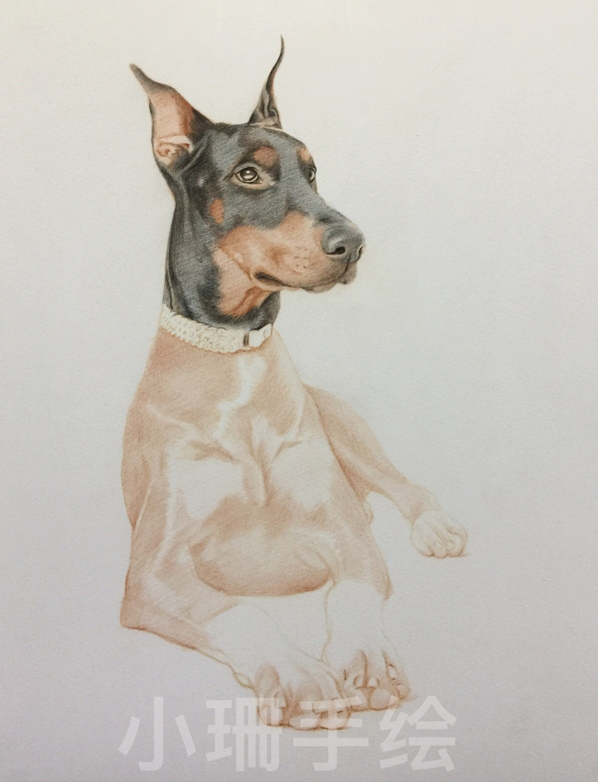 彩铅杜宾犬