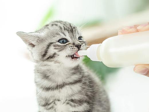 近期保健品合集 羊奶粉 猫草片 卵磷脂