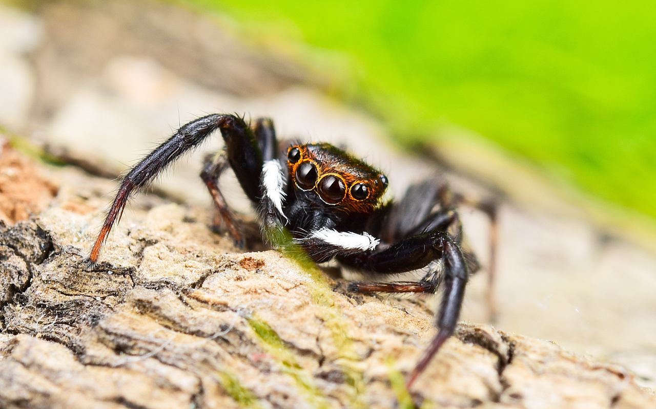 跳蛛微距拍摄,尼康60mm微距拍的