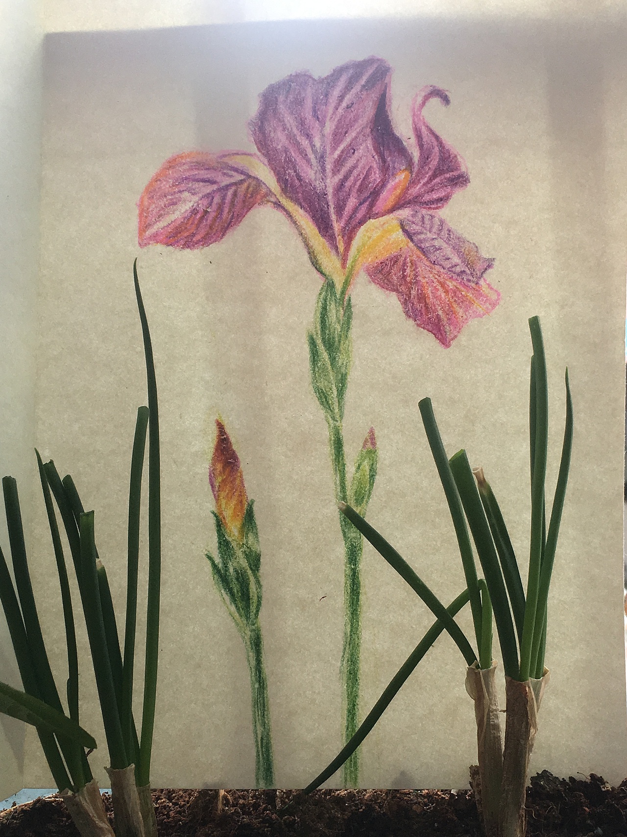 我的心上开出一朵花来（图ZOTU4NjQzMjQ=） - 新锐潮流插画 - 站酷设计师离黎原创素材 - 站酷ZCOOL