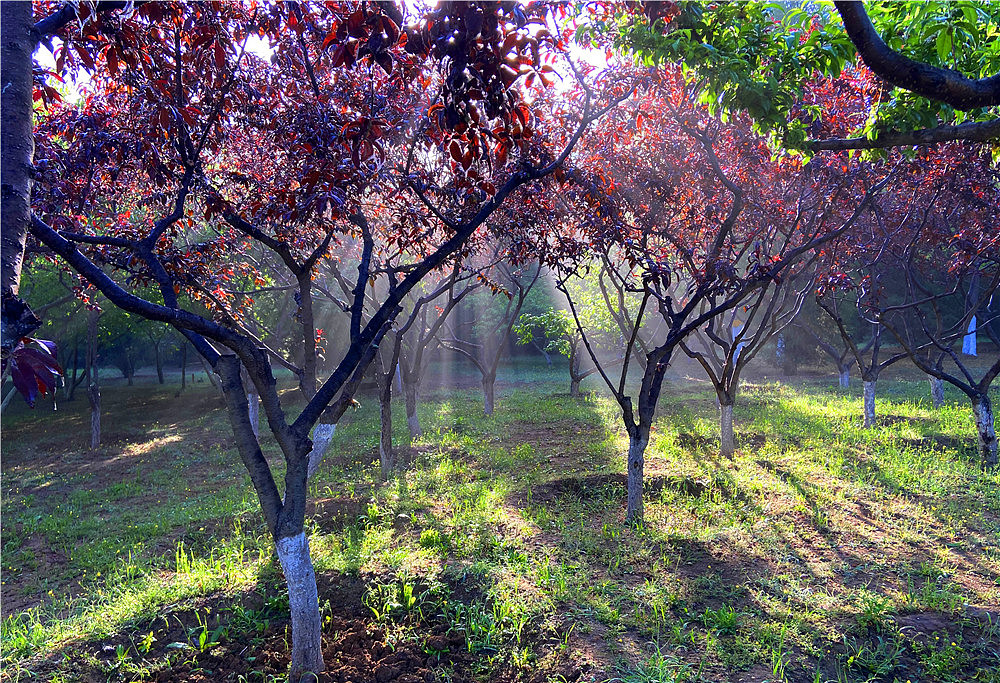 刘勇良手机纪实摄影:晨光