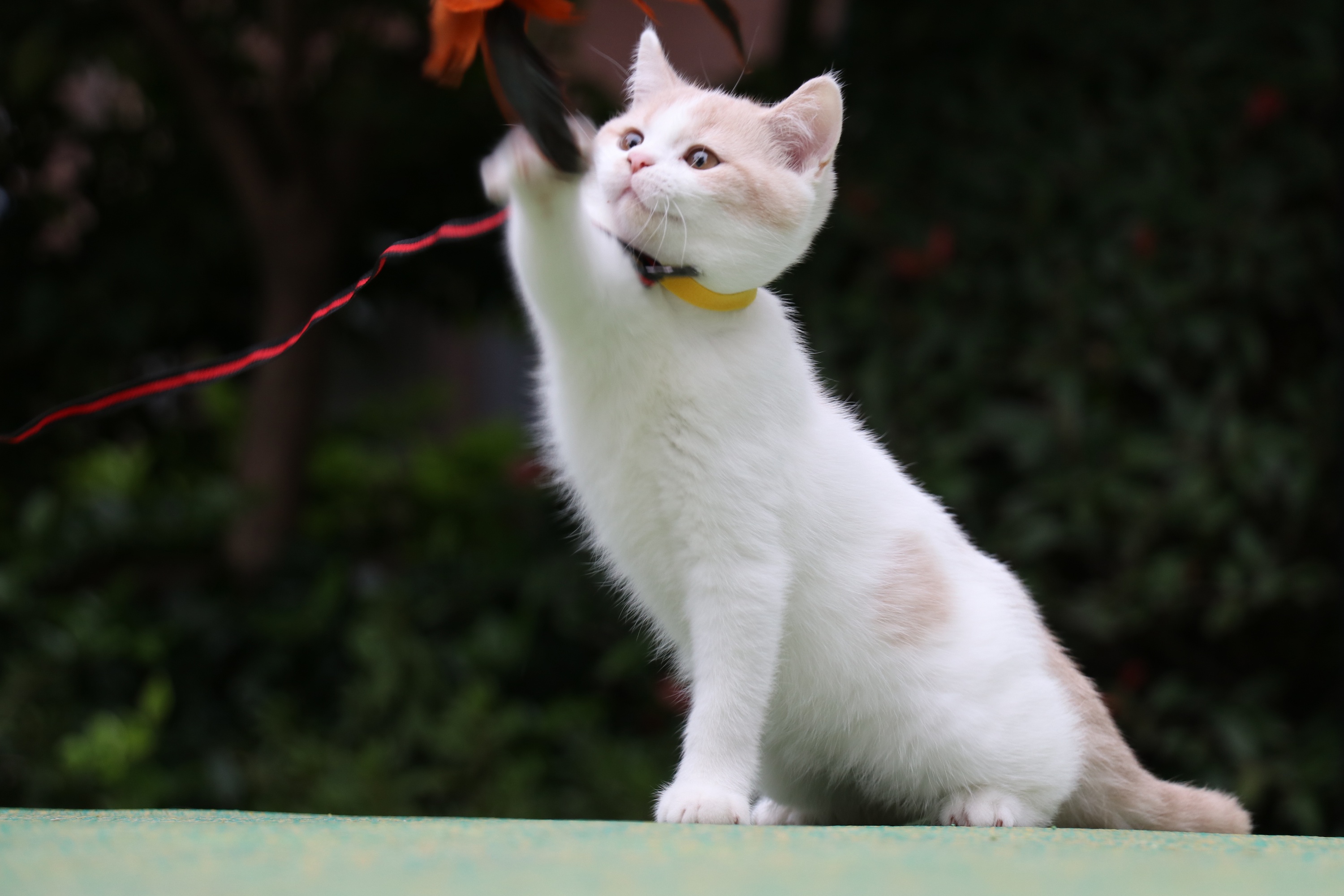 172-英短乳白公大正八 英短猫咪 橘白色 英国短毛猫