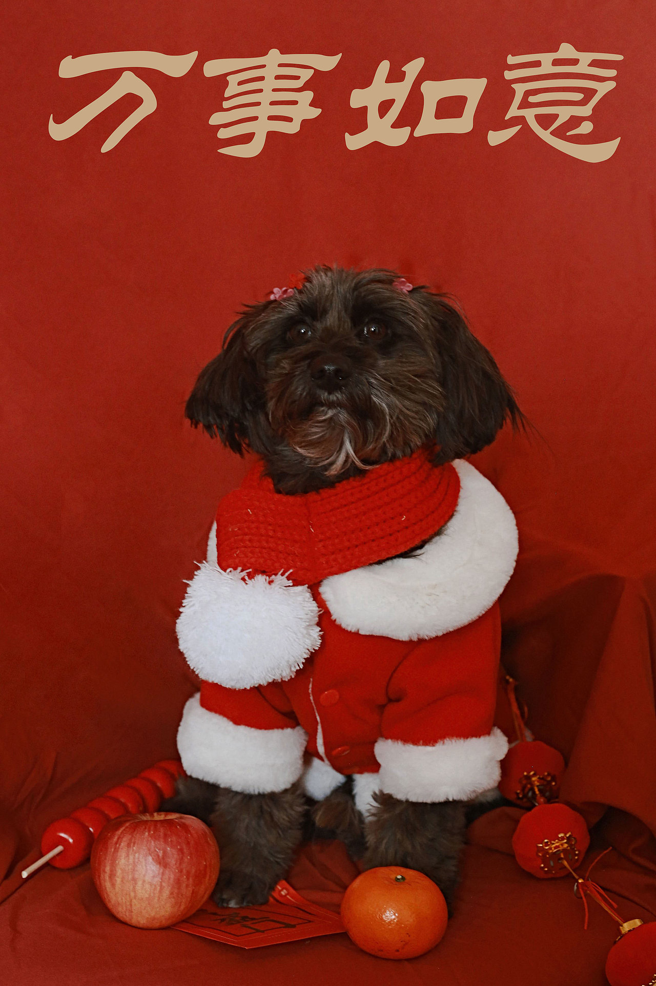 新年好运（图ZMjM5MTI1MzA4） - 宠物摄影 - 站酷设计师跳跃的米豆原创素材 - 站酷ZCOOL