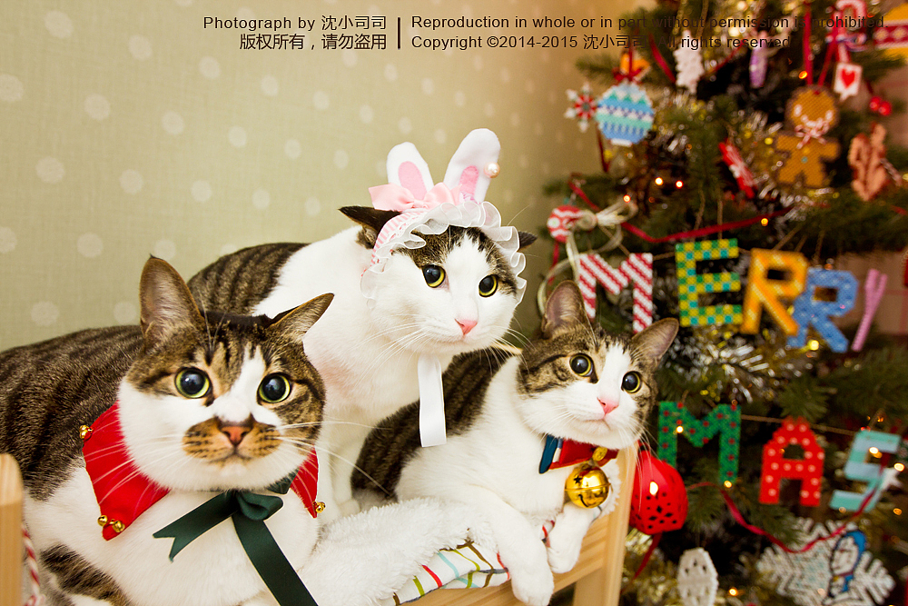圣诞喵~（第一波）（图ZMjMwNDMxMjA=） - Pet Photography - 站酷设计师司司Yokey原创素材 - 站酷ZCOOL