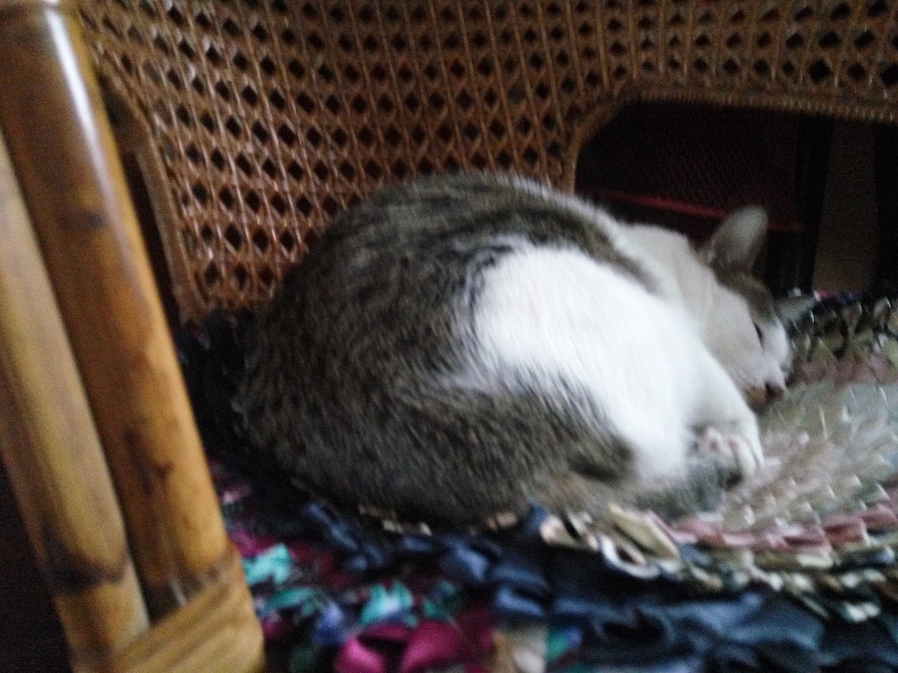 拍猫集03（图ZMTM3MDkwNTQw） - 宠物摄影 - 站酷设计师嘟嘟2019原创素材 - 站酷ZCOOL