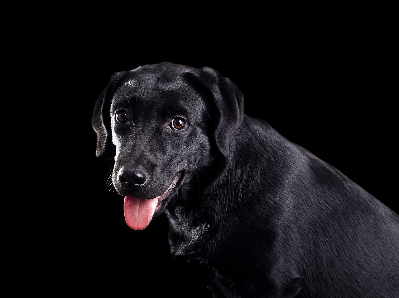 安琪（圖ZMTQ1MzQ1NTg4） - 寵物攝影 - 站酷設(shè)計(jì)師楊言原創(chuàng)素材 - 站酷ZCOOL