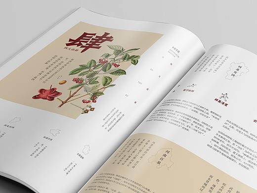 中草药画册