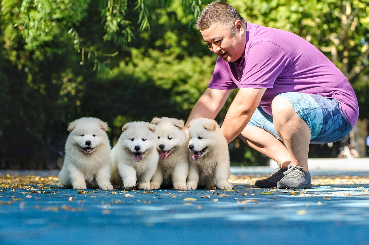【均木纪实宠物摄影】记,一群松萨的奶汪们第一次郊游