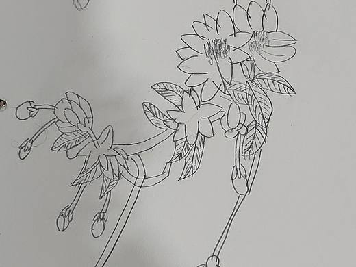 白描。自动铅笔画画。垂丝海棠。