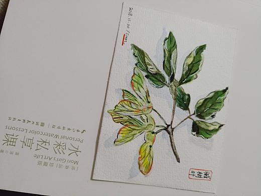 槭树枝上长翅果