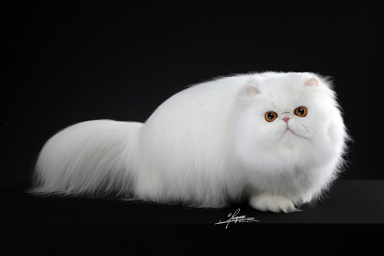 异国长毛猫AMYWORKS,拍摄于浙江义乌