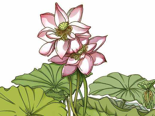 荷花