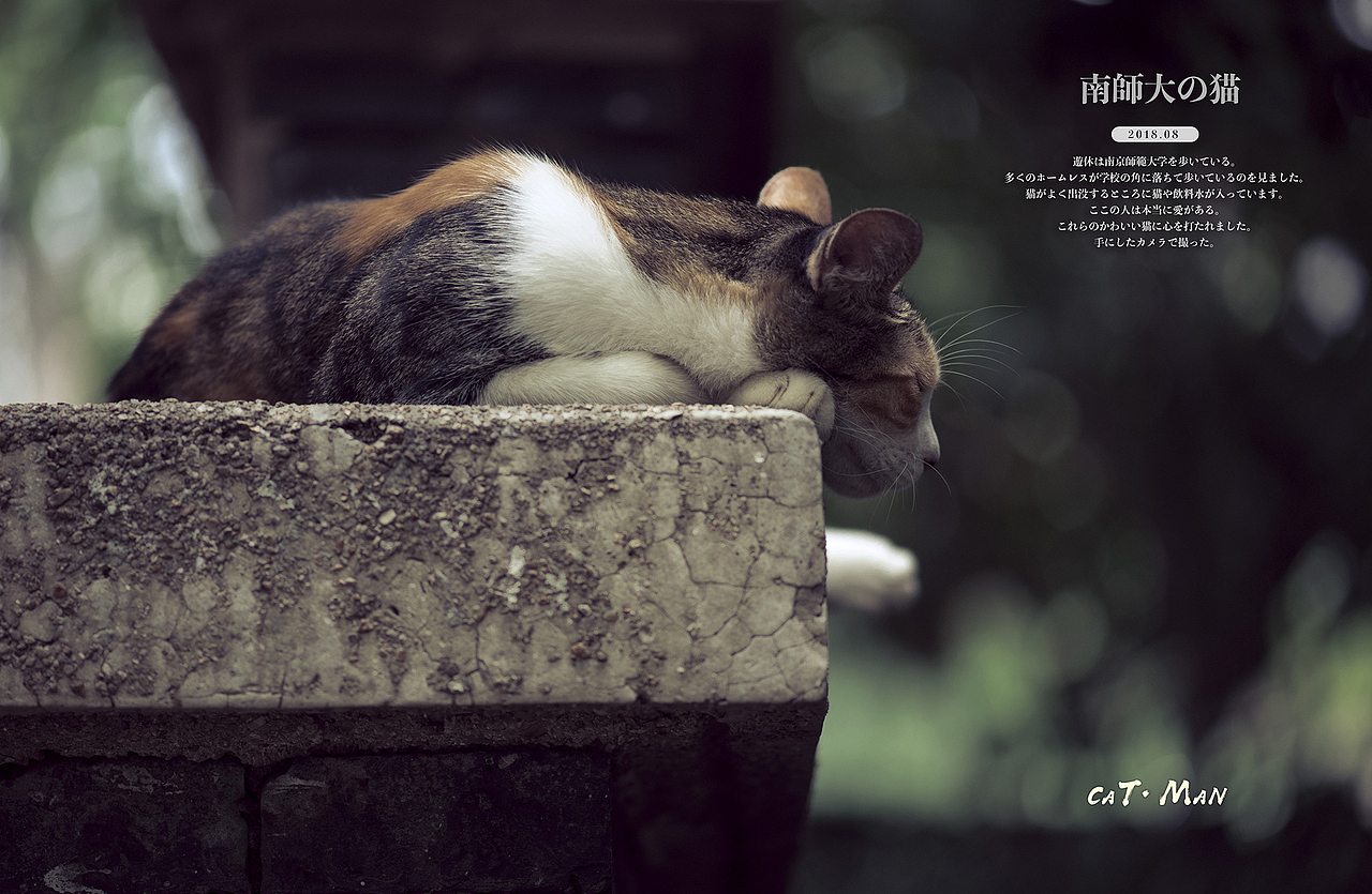 南师大的猫