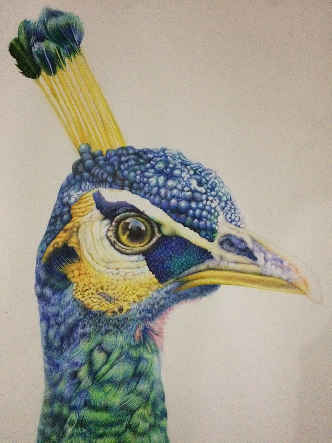 彩铅孔雀