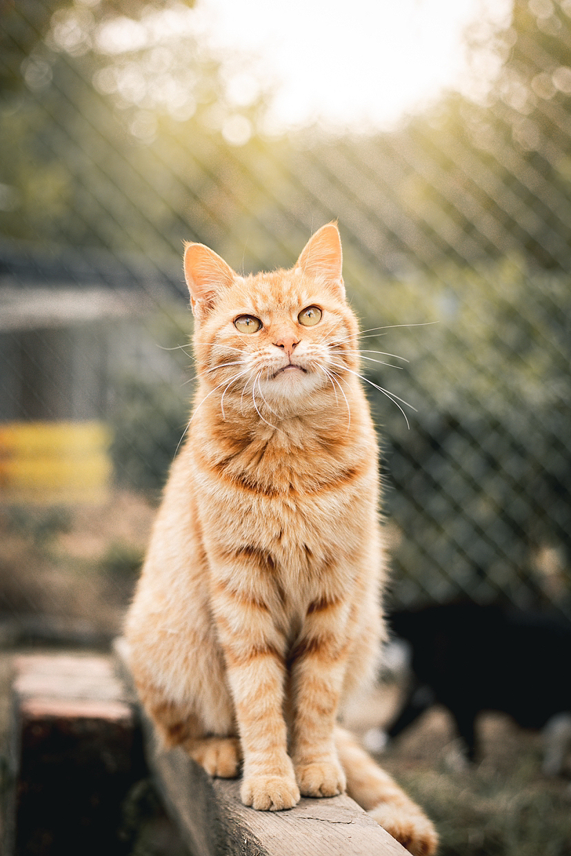 一组流浪猫影像合集（图ZMzI2NDEyNzQw） - 宠物摄影 - 站酷设计师爱拍猫的锅仔原创素材 - 站酷ZCOOL