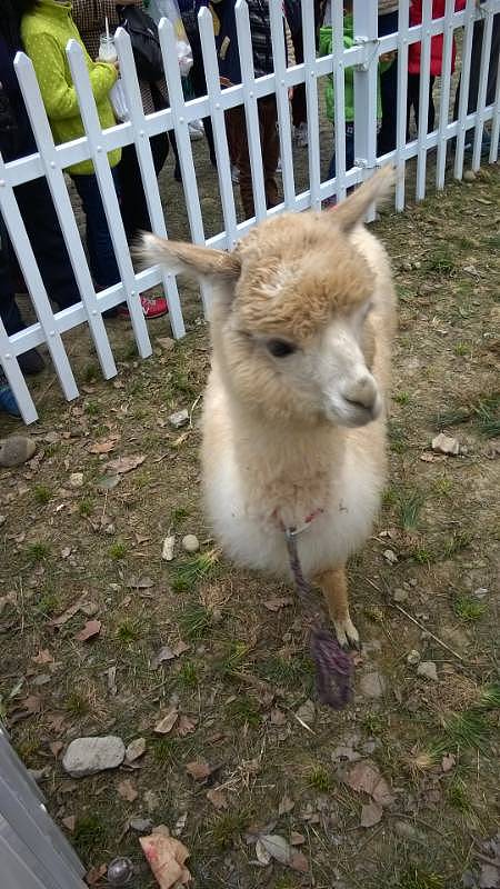 高冷喵~糖糖（图ZMjU1NDAwODQ=） - 其他 - 站酷设计师Banana大王原创素材 - 站酷ZCOOL