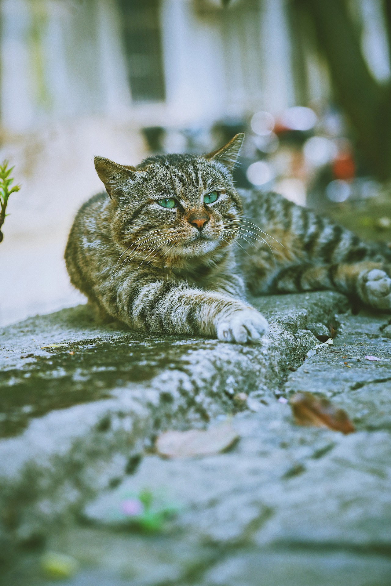 狸花大佬|摄影|宠物摄影|撸猫者 - 原创作品 - 站酷 (zcool)