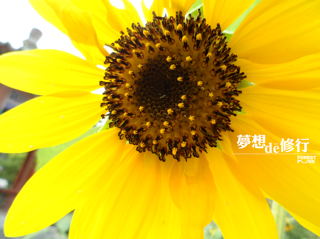 梦想de修行 系列之初起（图ZODA2MDIzNg==） - 绘画 - 站酷设计师自由的猞猁原创素材 - 站酷ZCOOL