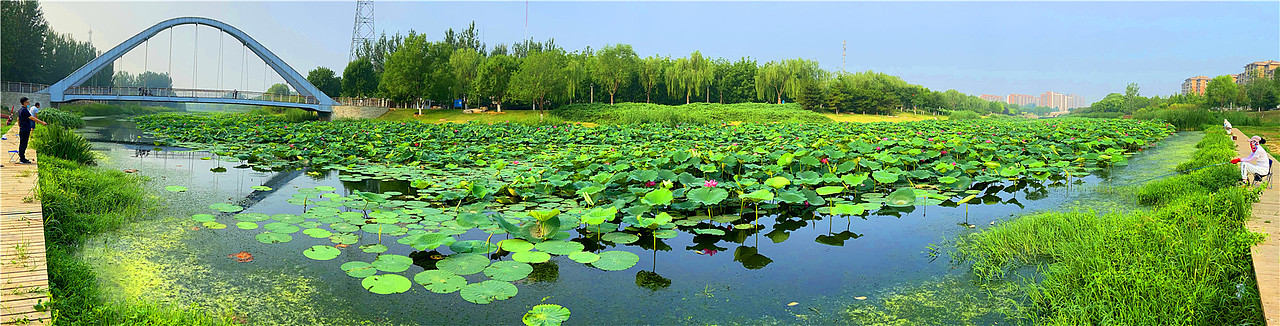 刘勇良手机纪实摄影：夏日荷塘（图ZMjE1MTA5OTcy） - 人文/纪实摄影 - 站酷设计师刘勇良意创书设原创素材 - 站酷ZCOOL