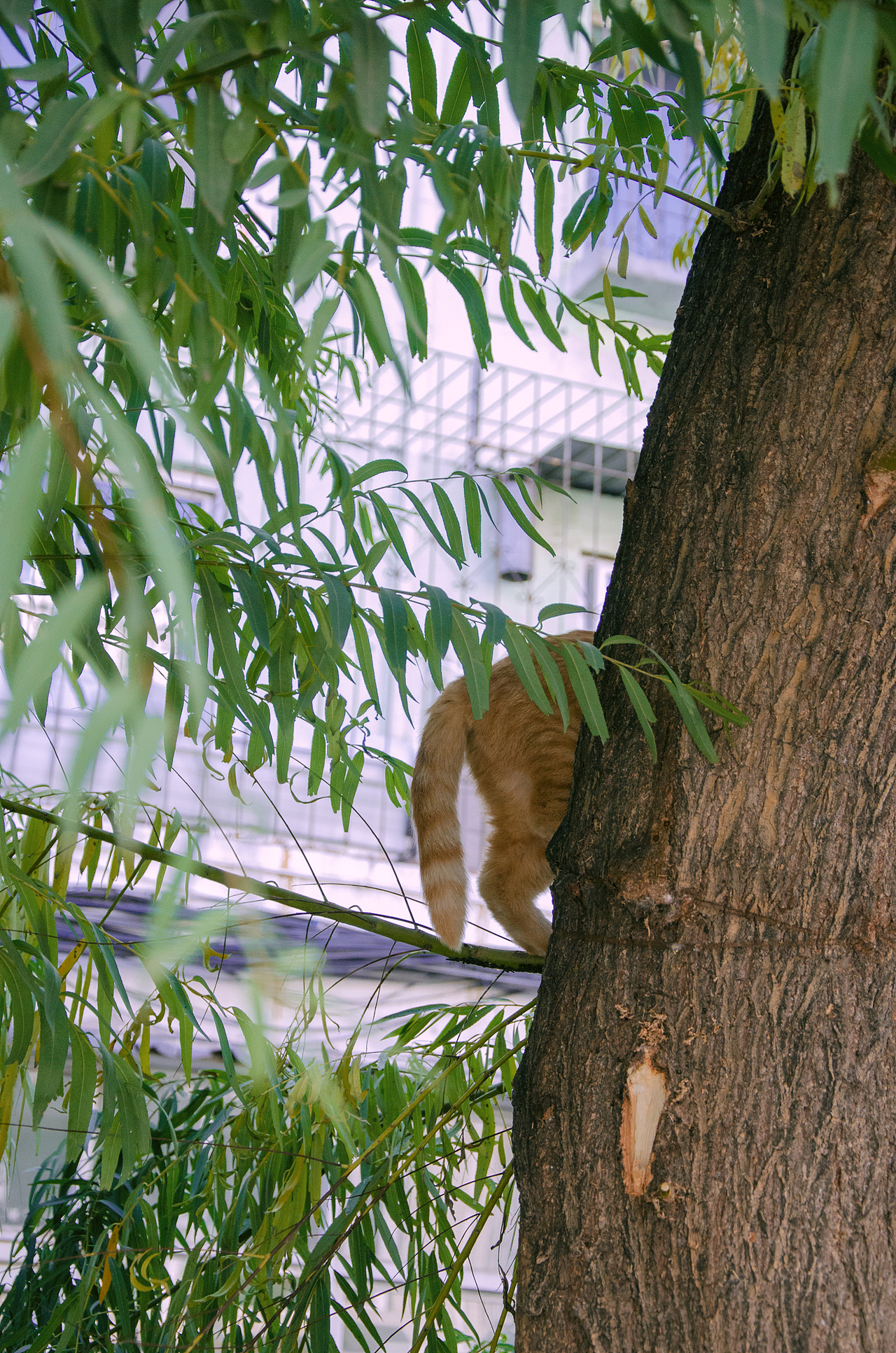 【随拍】巡查凡间的天使们