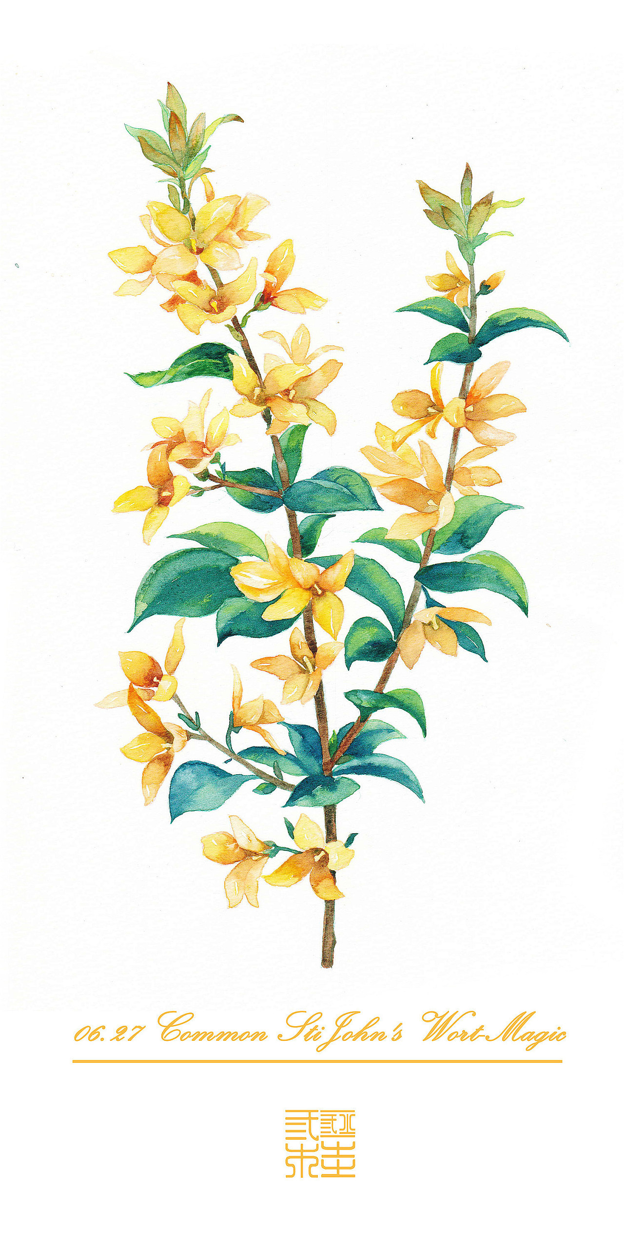 06.27 生日花:小连翘(common stijohn's wort) 花语:魔法(magic)