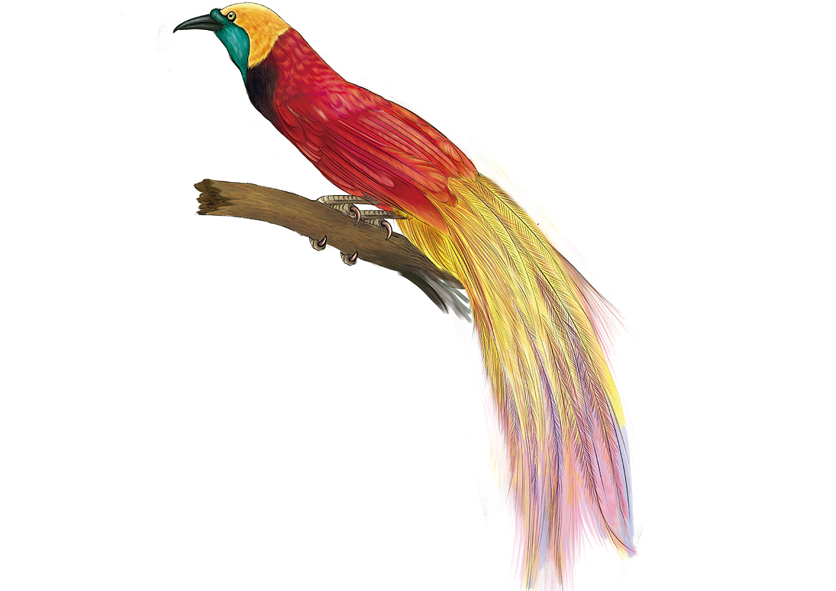 科普插画 长隆动物世界鸟类大合集（图ZMjg4Njc3ODUy） - 绘本 - 站酷设计师白廷原创素材 - 站酷ZCOOL