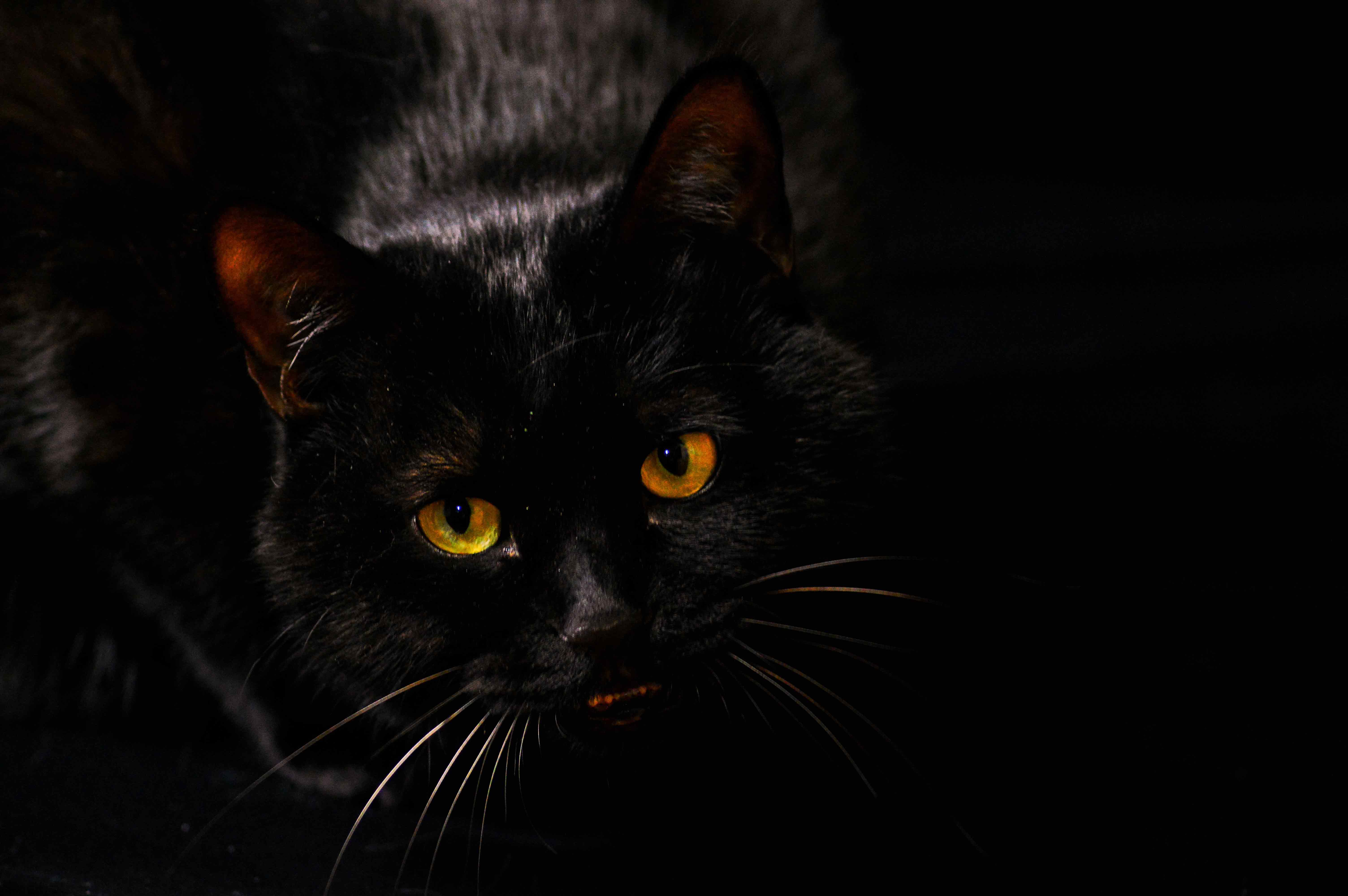 黑猫姐姐的个人主页（背景预览） - 主页背景设置 - 站酷设计师黑猫姐姐原创素材 - 站酷ZCOOL