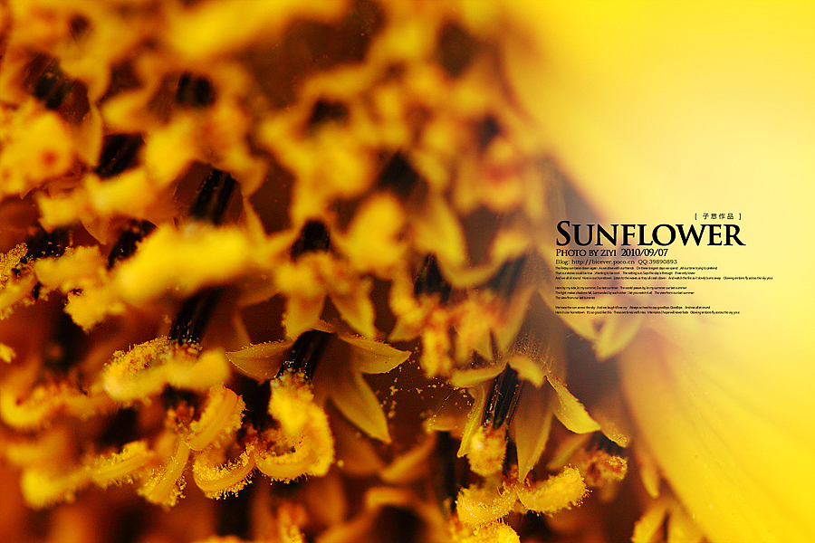 《向日葵的纹样》