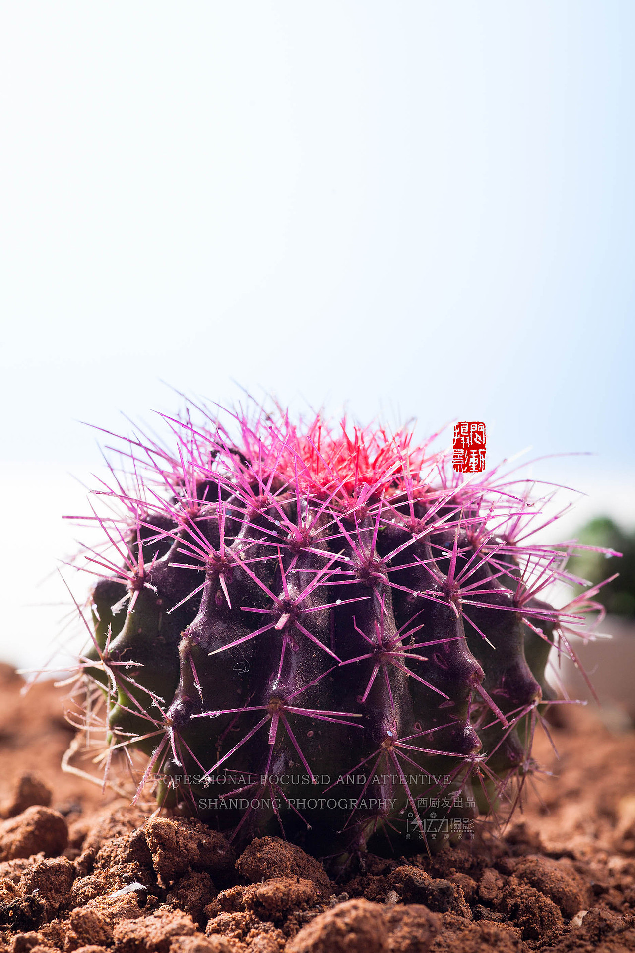 新鲜的新奇特养生食材