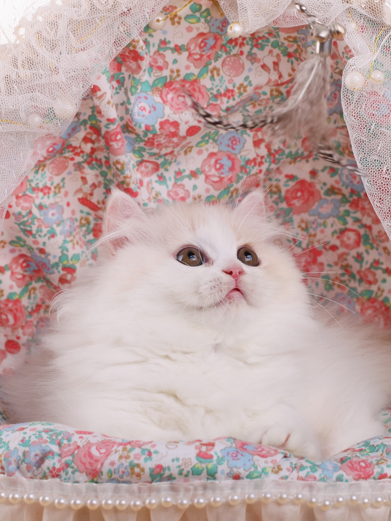 猫乳白色短腿长毛猫拿破仑