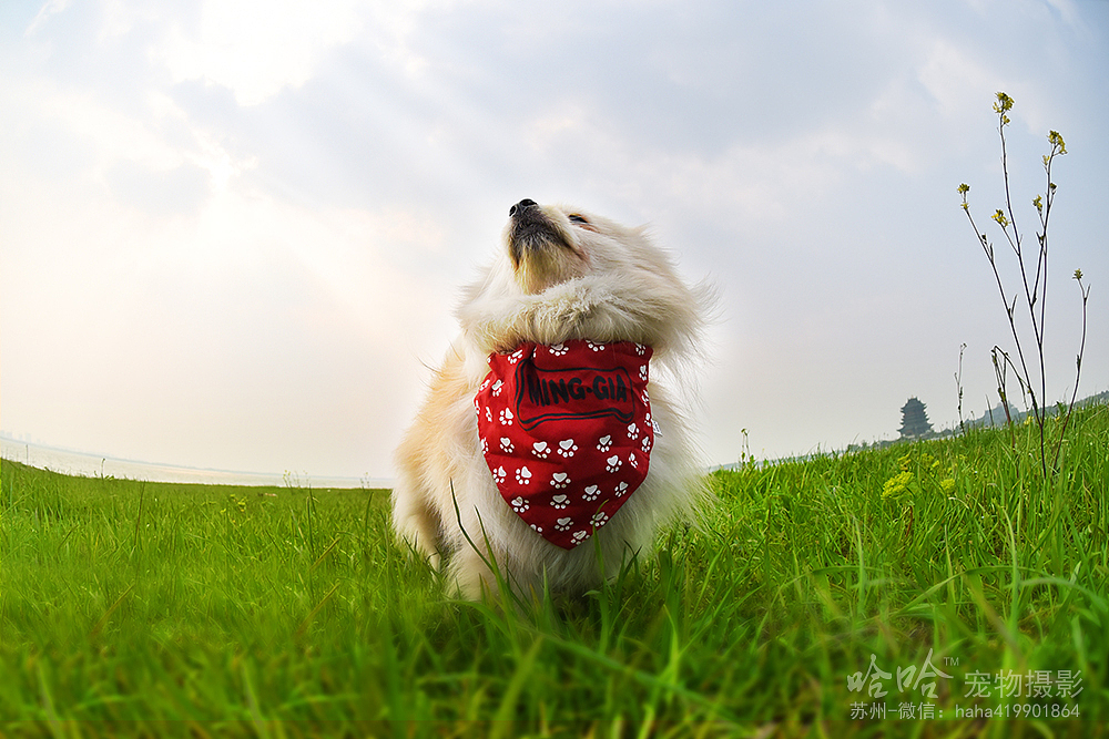 皮蛋~苏州阳澄湖边【哈哈宠物摄影】（图ZNDUzNDUyMzY=） - 宠物摄影 - 站酷设计师韩晨1990原创素材 - 站酷ZCOOL