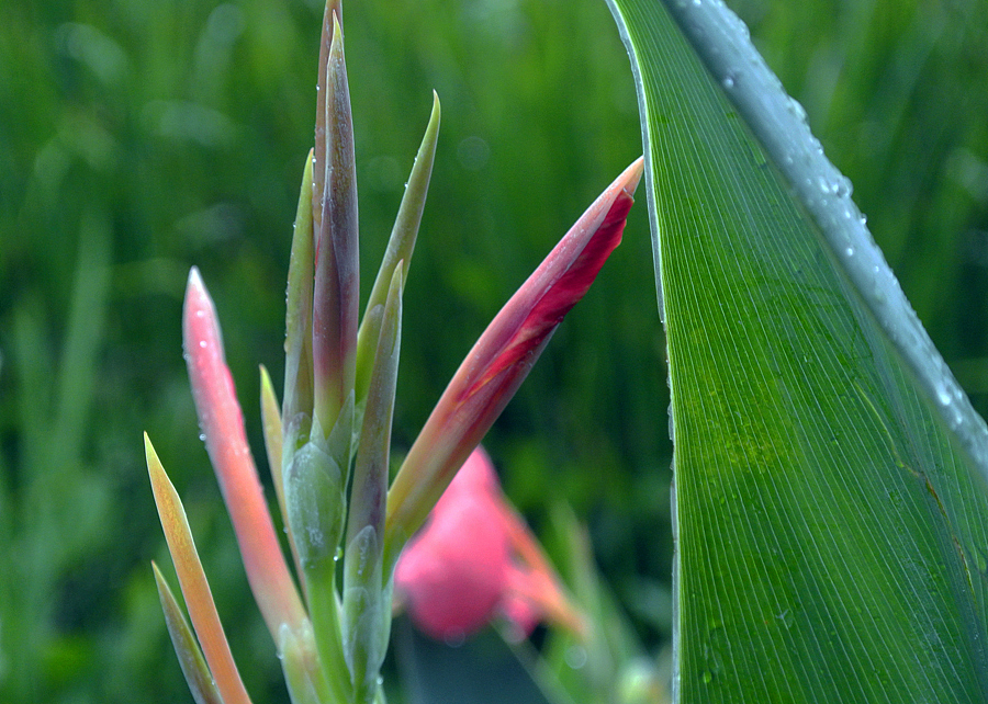 浅夏——偶阵雨