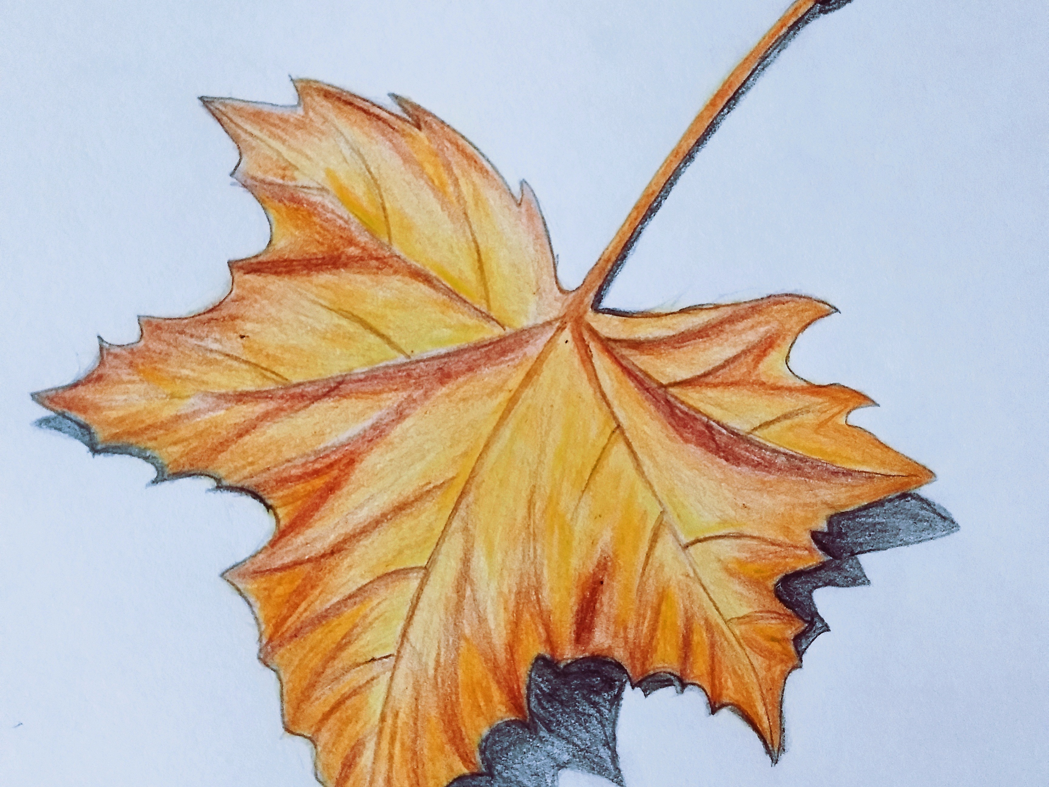 秋天的树简笔画彩铅图片