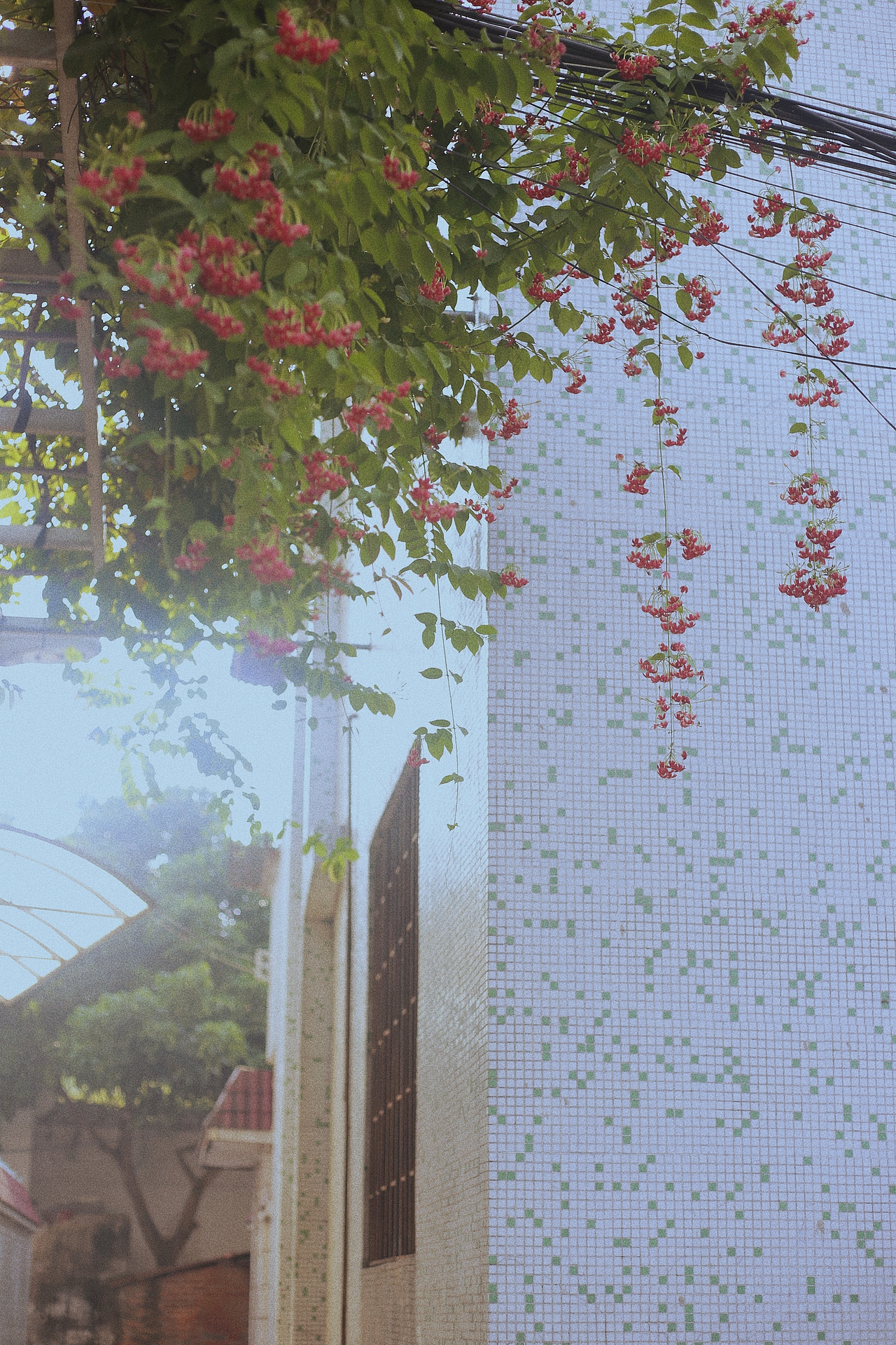 阳光灿烂的日子