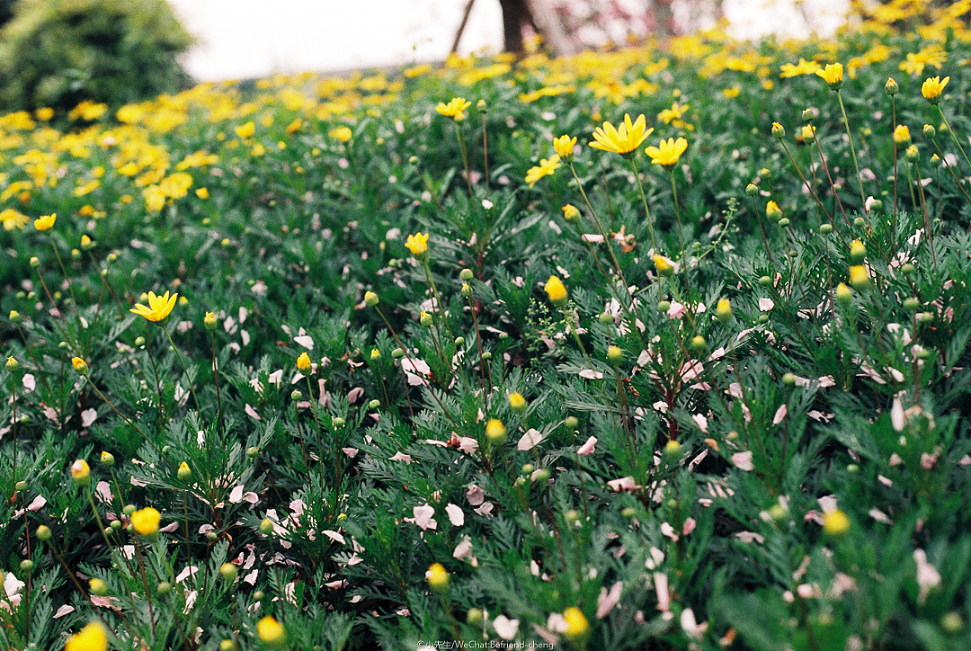 富士C200彩色负片试拍