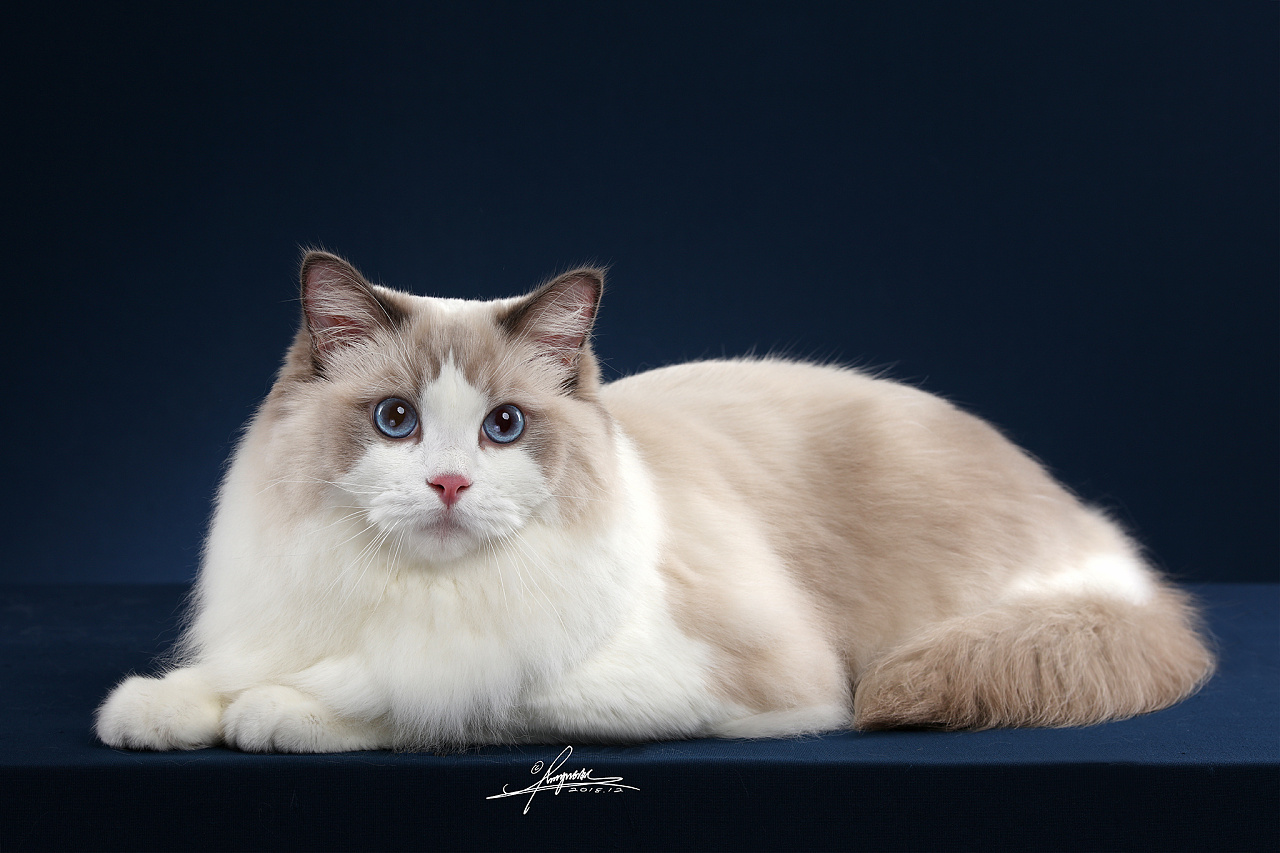 布偶猫|摄影|宠物摄影|amyworks赛猫摄影 - 原创作品 - 站酷 (zcool)