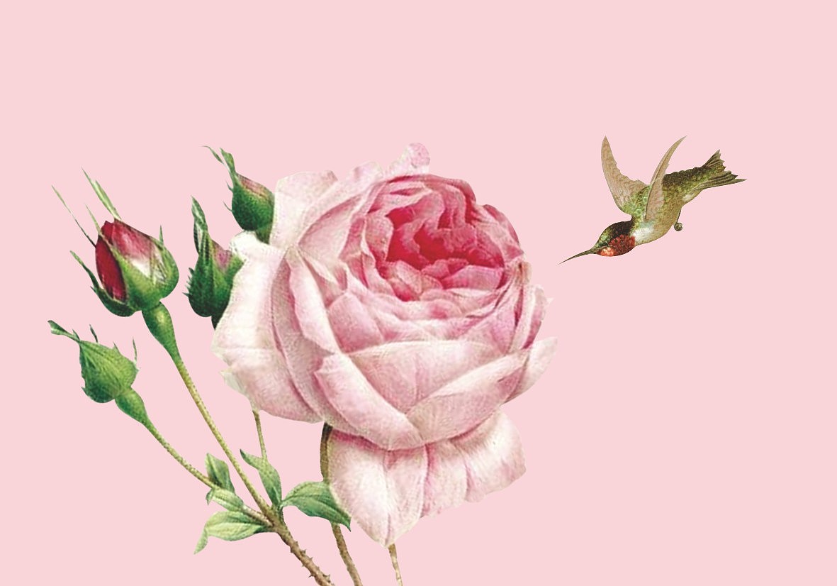 玫瑰系列产品包装策划