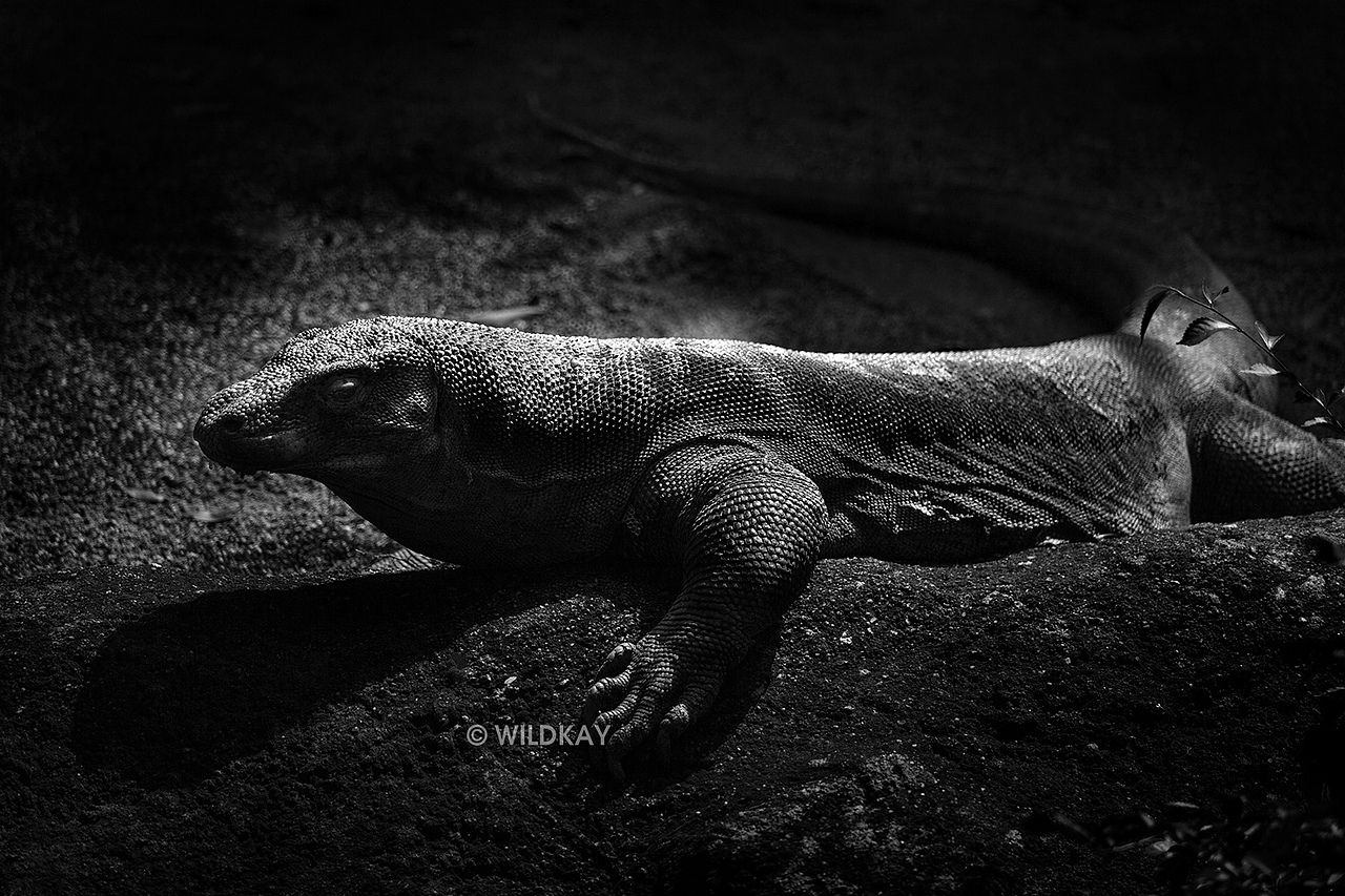 纯影调动物黑白摄影（图ZMjIwOTI1MzY=） - 宠物摄影 - 站酷设计师WildKay原创素材 - 站酷ZCOOL