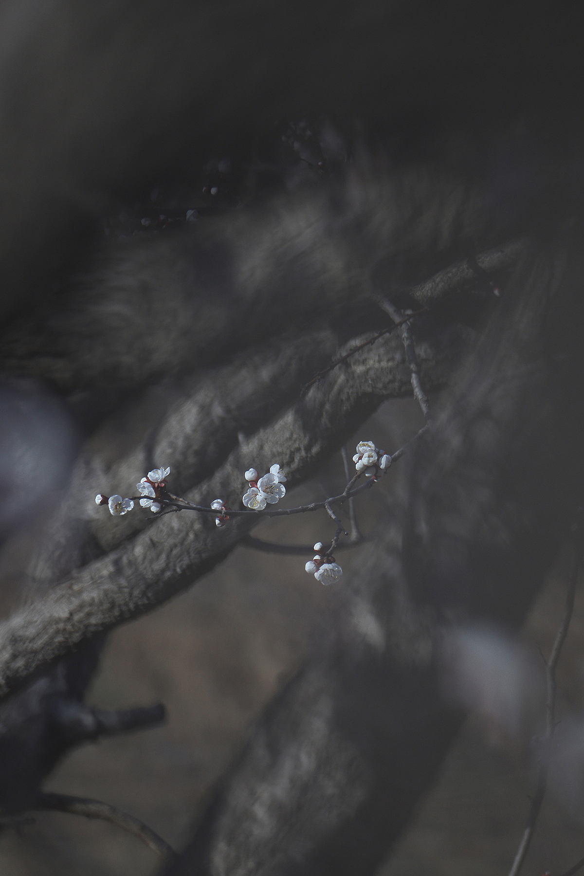 悄然而至的春天