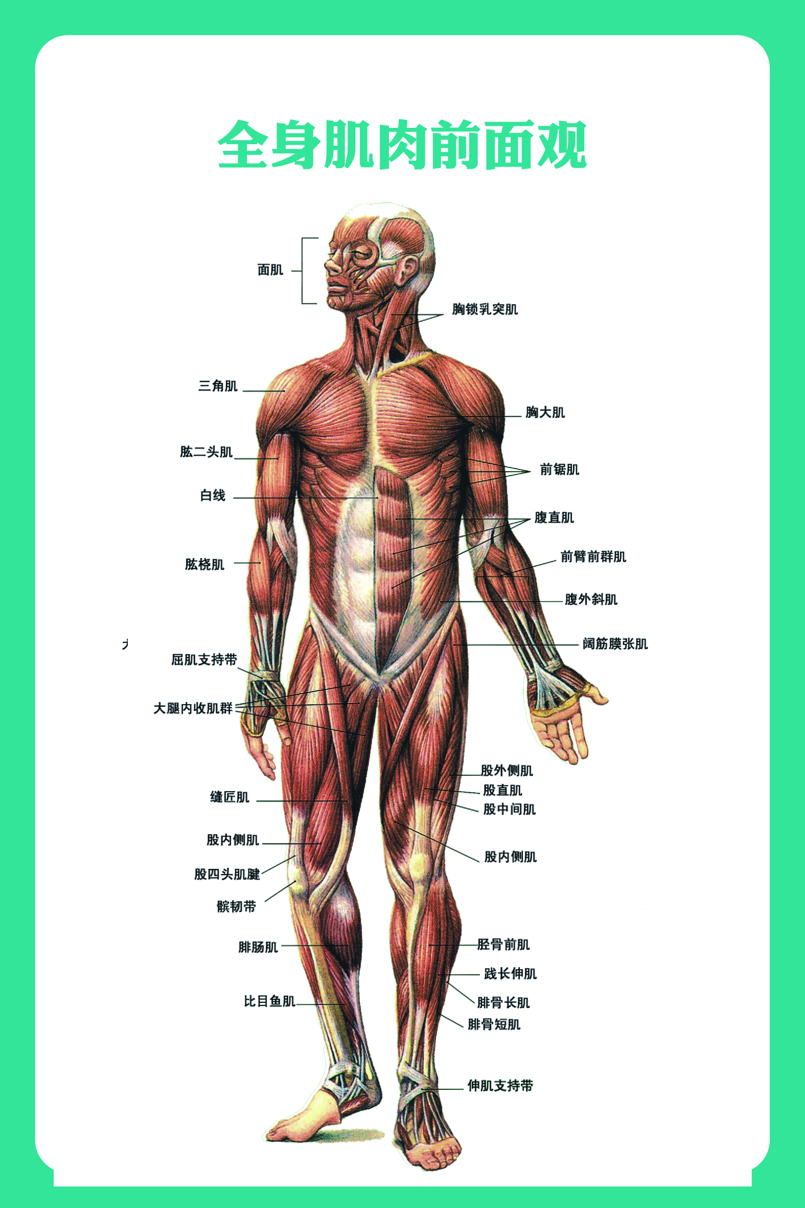 人体解剖学图集ios图片