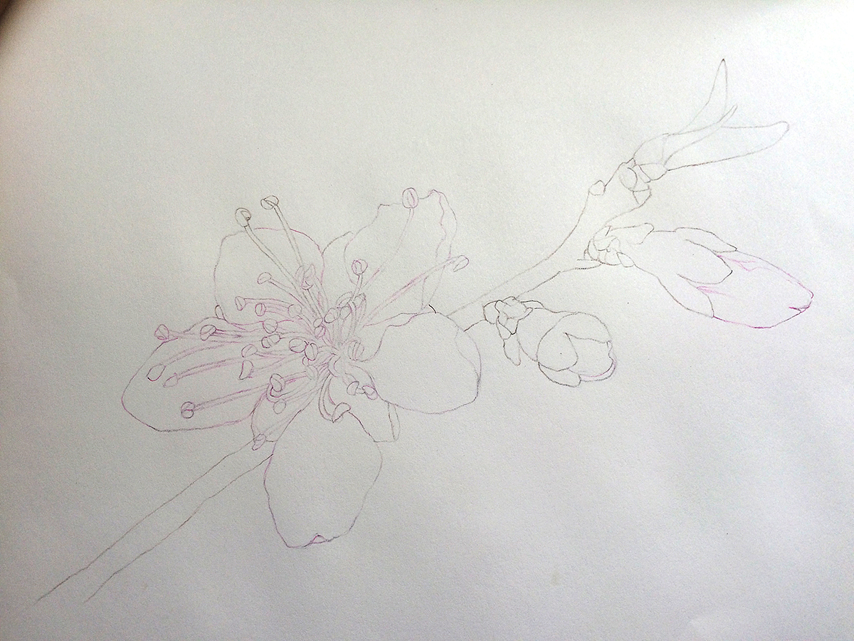 用彩铅画好线稿后，把之前的铅笔擦掉，彩铅不太容易被擦掉，正好利用这个特性，方便后面上色。需要注意彩铅的选色，贴近后面要上的颜色